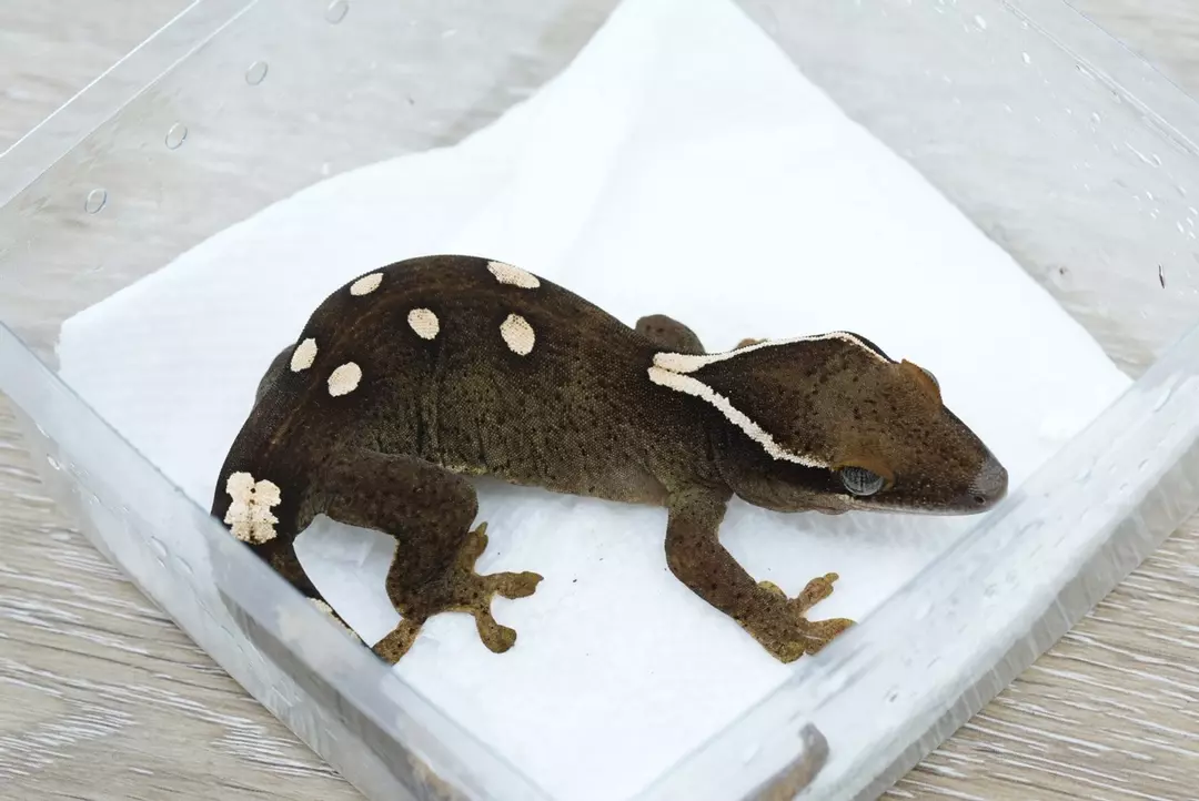 #S1 20g npv Sarasinorum bold spot thumbnail