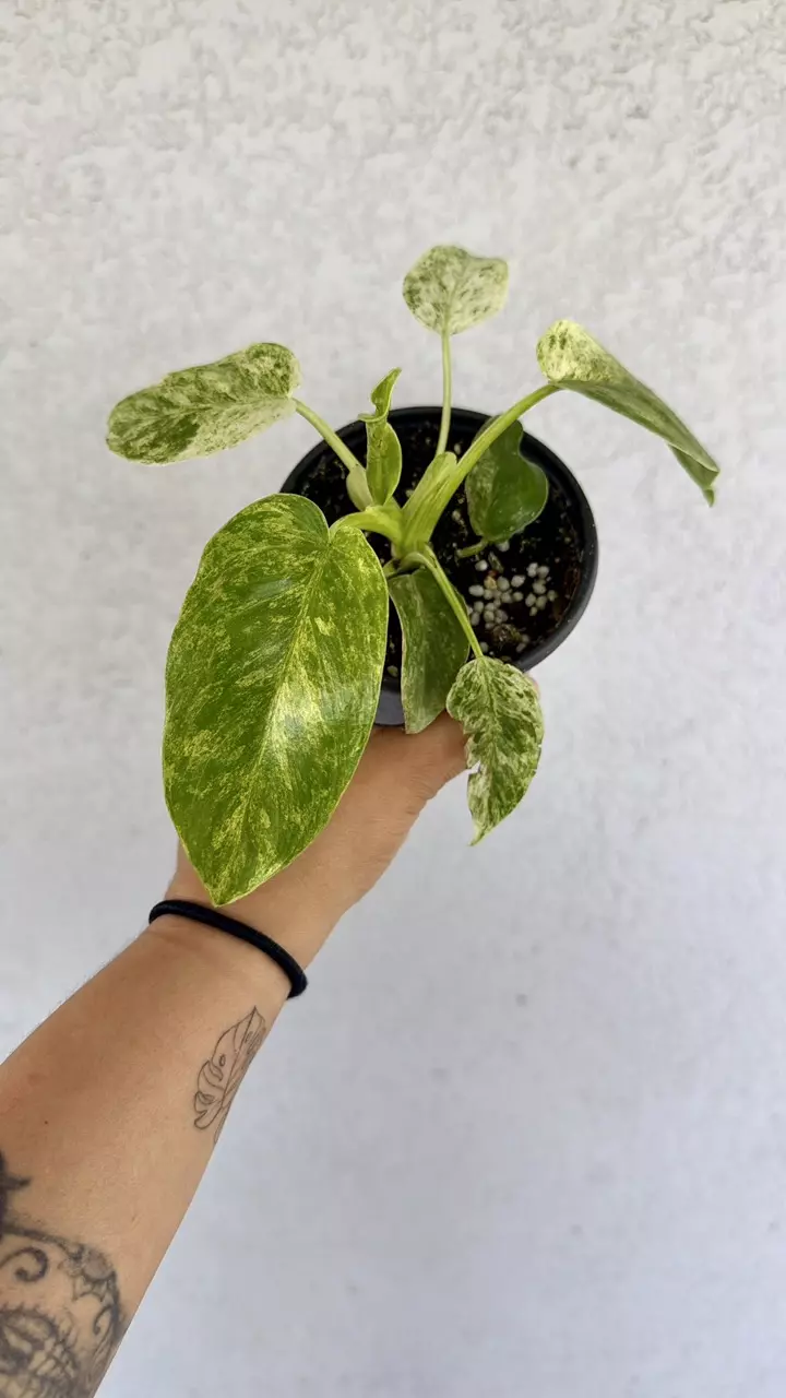 Philodendron Giganteum Blizzard 4” thumbnail