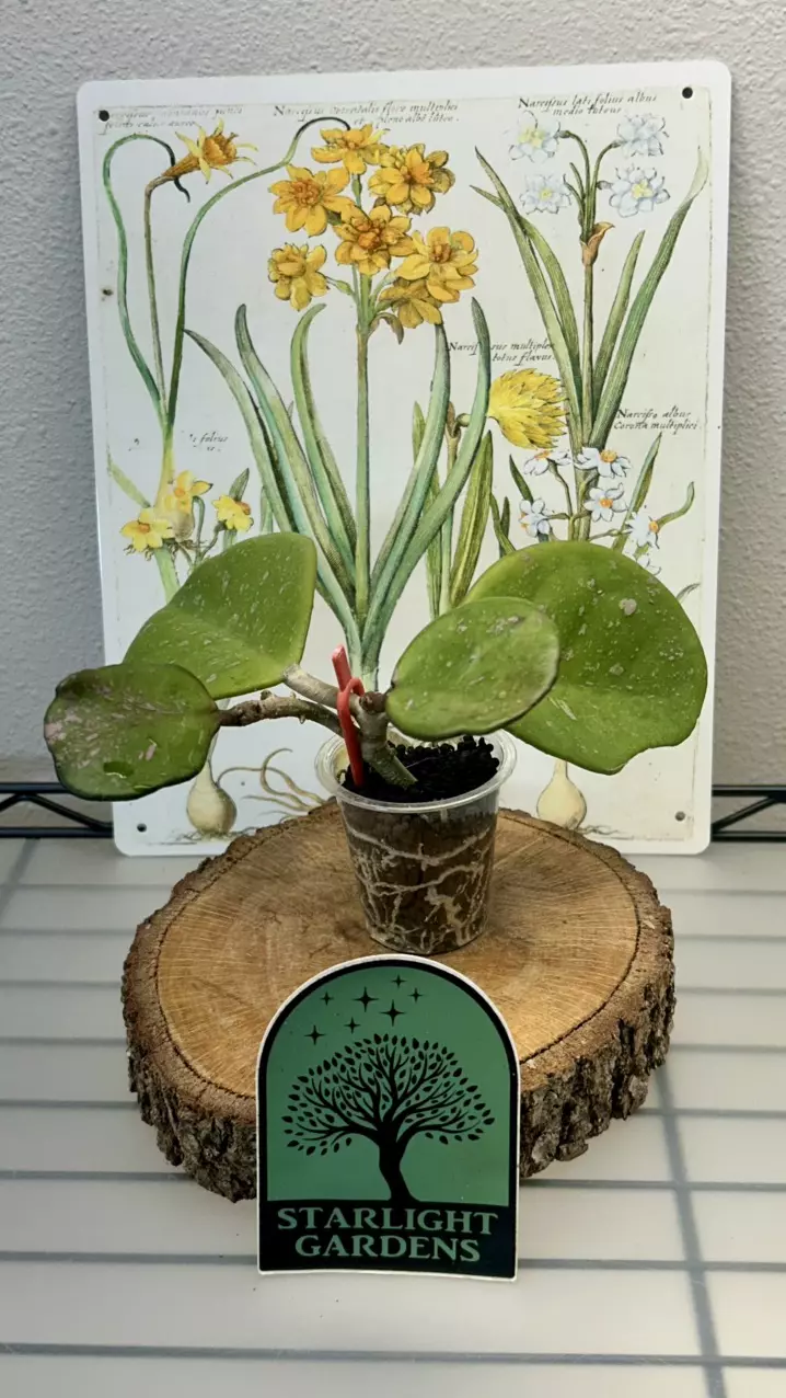 Hoya Obovata thumbnail