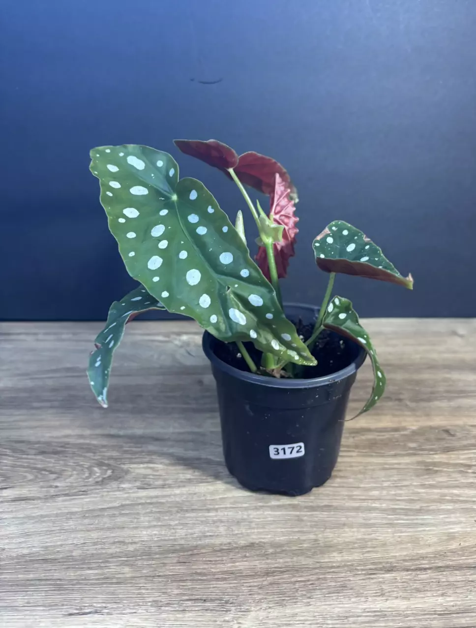 Begonia Maculata - Polka Dot 4” 3172 thumbnail