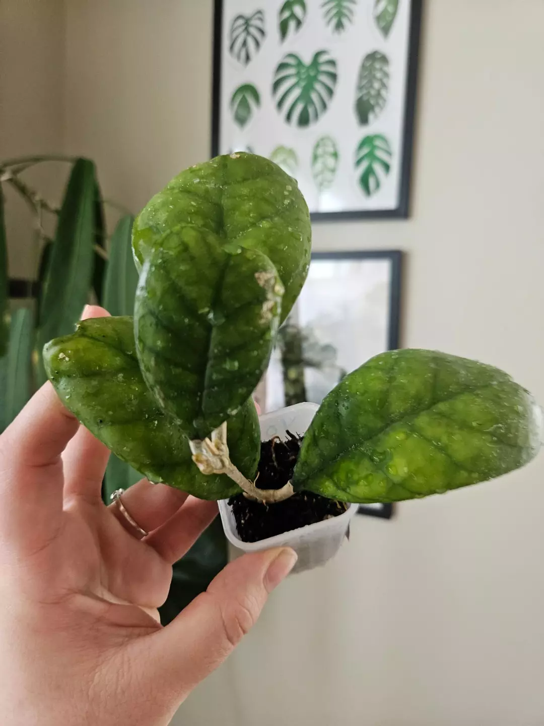 Hoya deykea thumbnail