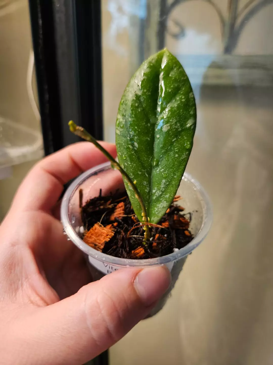 Hoya vitellinoides Beng Kulu thumbnail