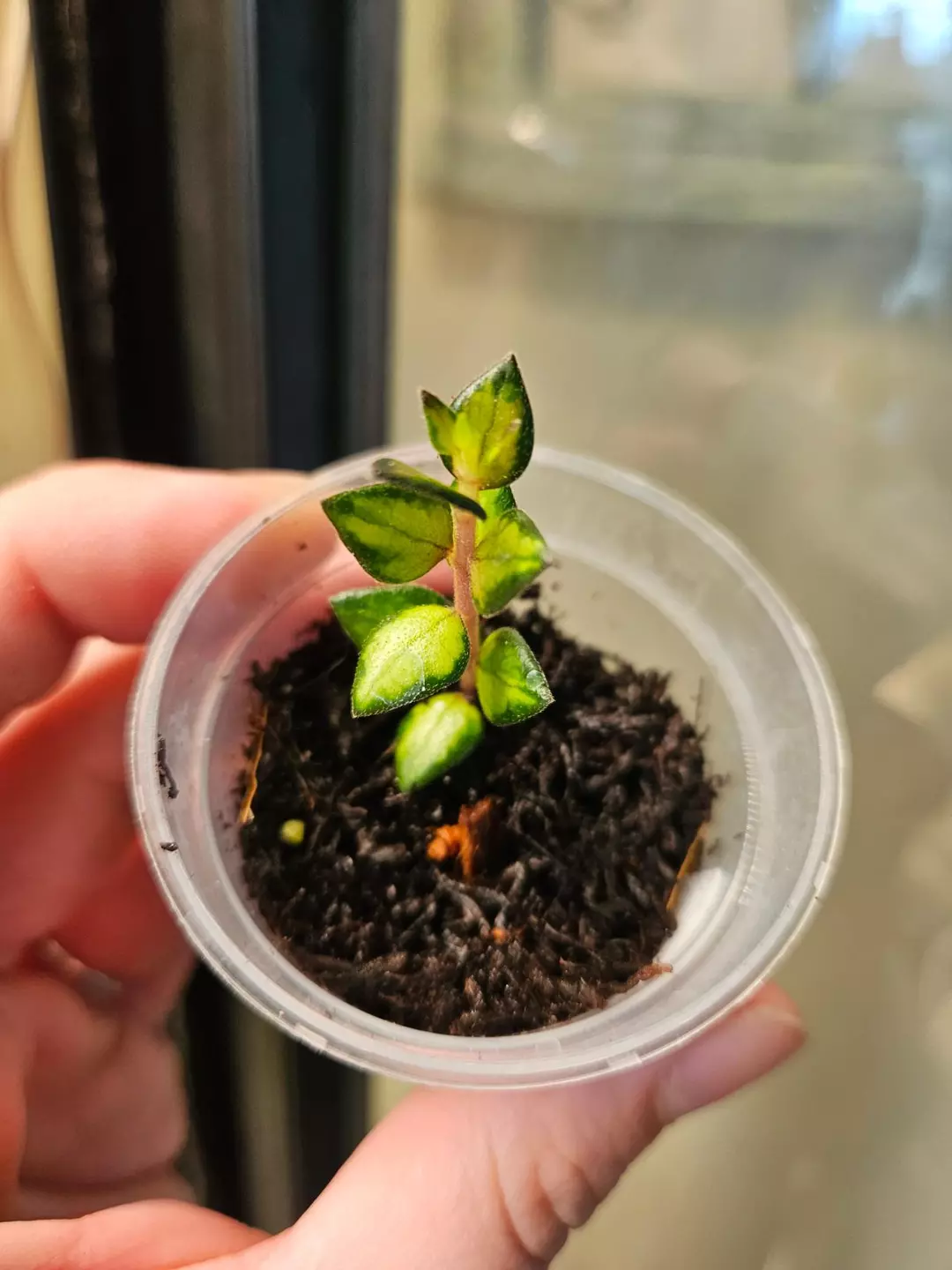 Hoya chinghungensis verigated thumbnail