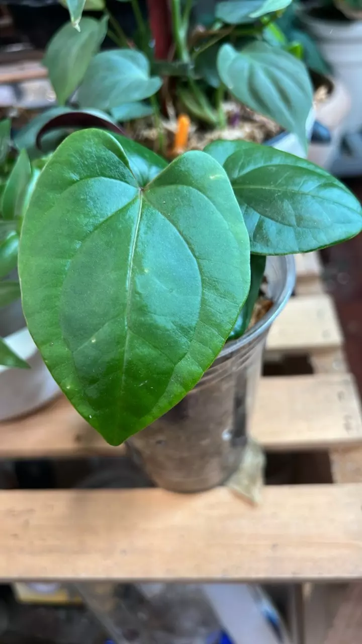 (SKG dress x ree pap) x (aff bess x ochranthum) Select Anthurium Large Seedling thumbnail