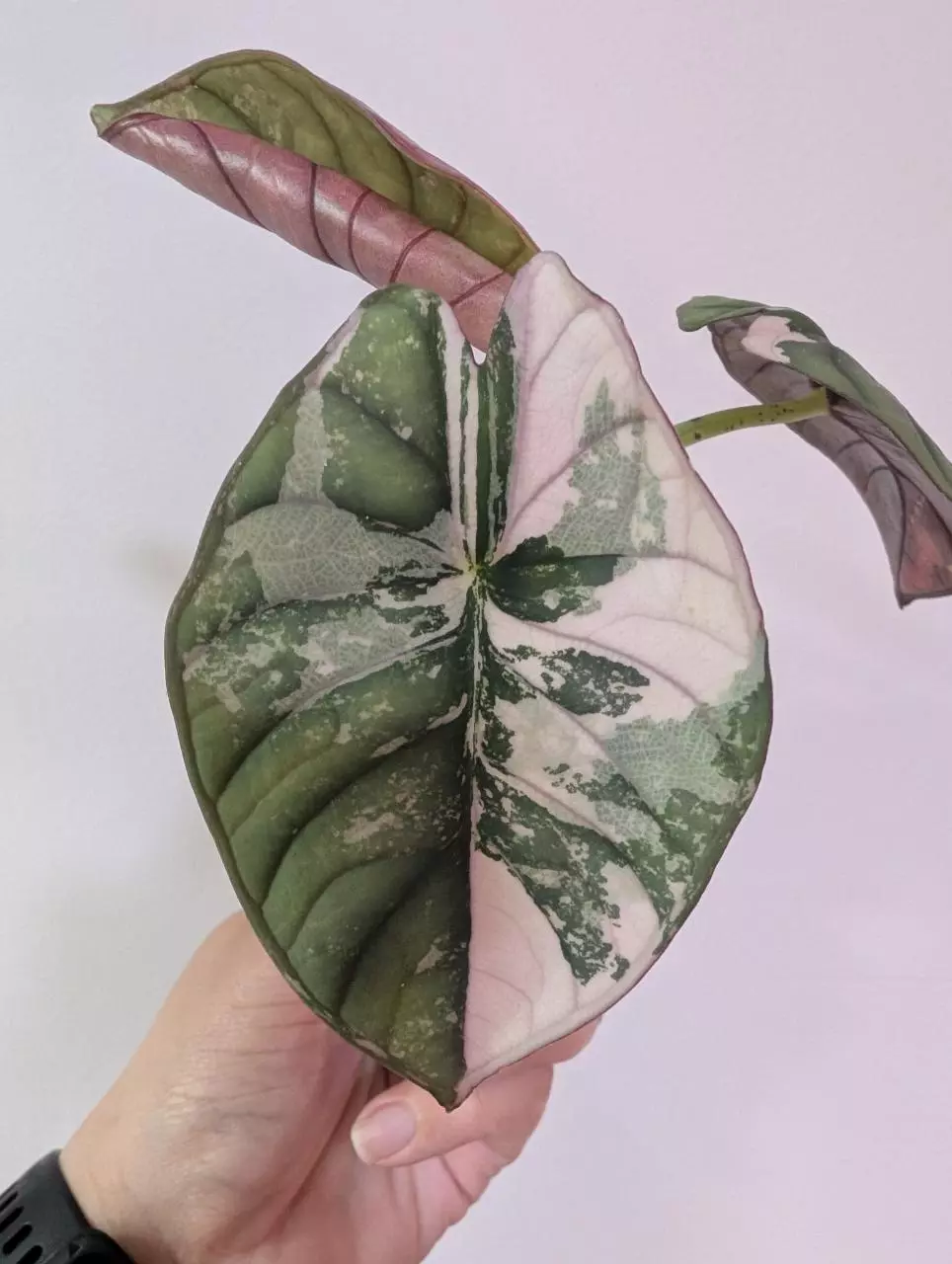 Alocasia nebula pink thumbnail
