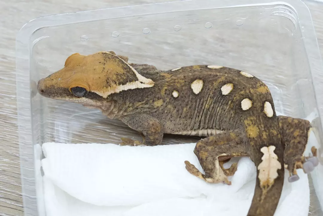 #S3 40g female Sarasinorum  bold  spot (crazy color!) thumbnail