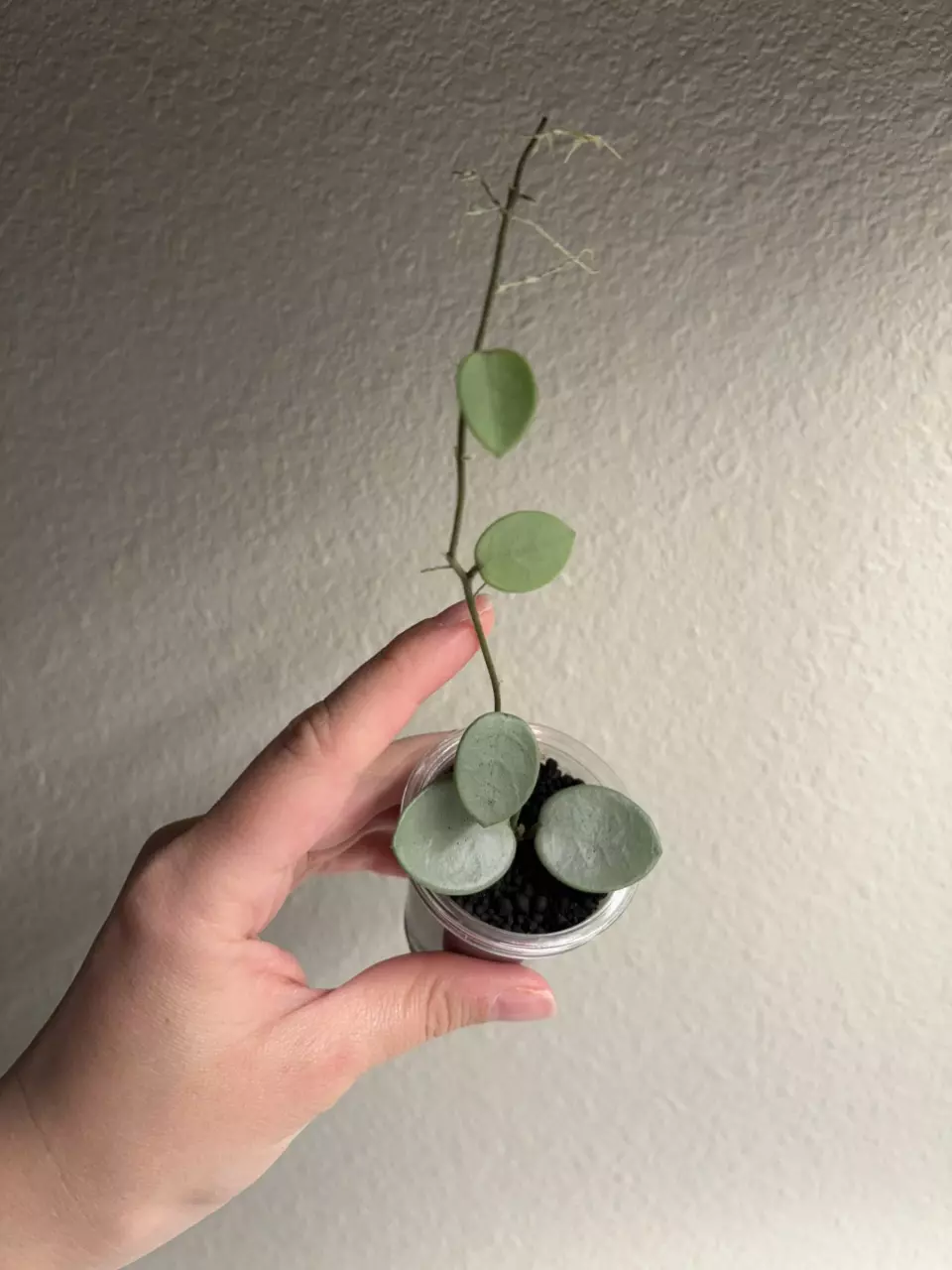 Hoya Mathilde Grey Fairy thumbnail