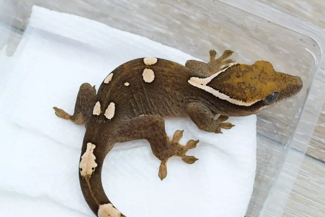 #S8 15g female super bold spot Sarasinorum thumbnail