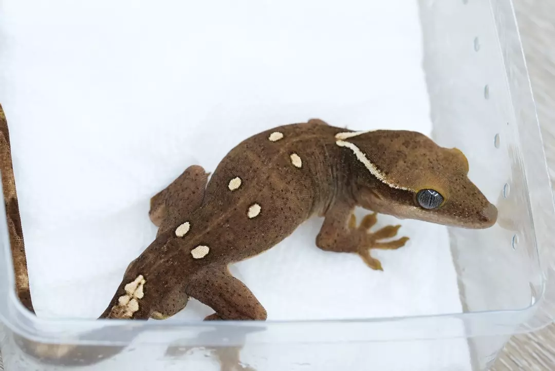 #S9 15g male white spot Sarasinorum thumbnail