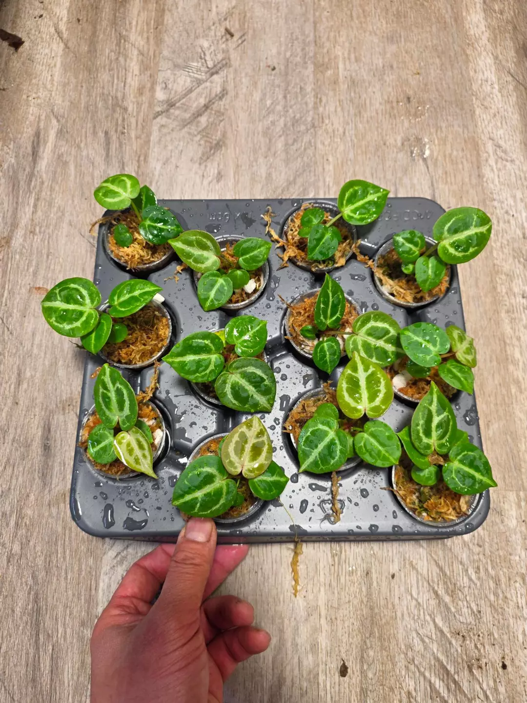 2" Anthurium (Zara x Michelle) x 'Silver chrome' thumbnail