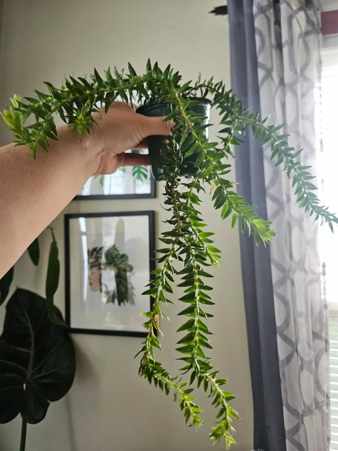 Huperzia phlegmaria complex thumbnail