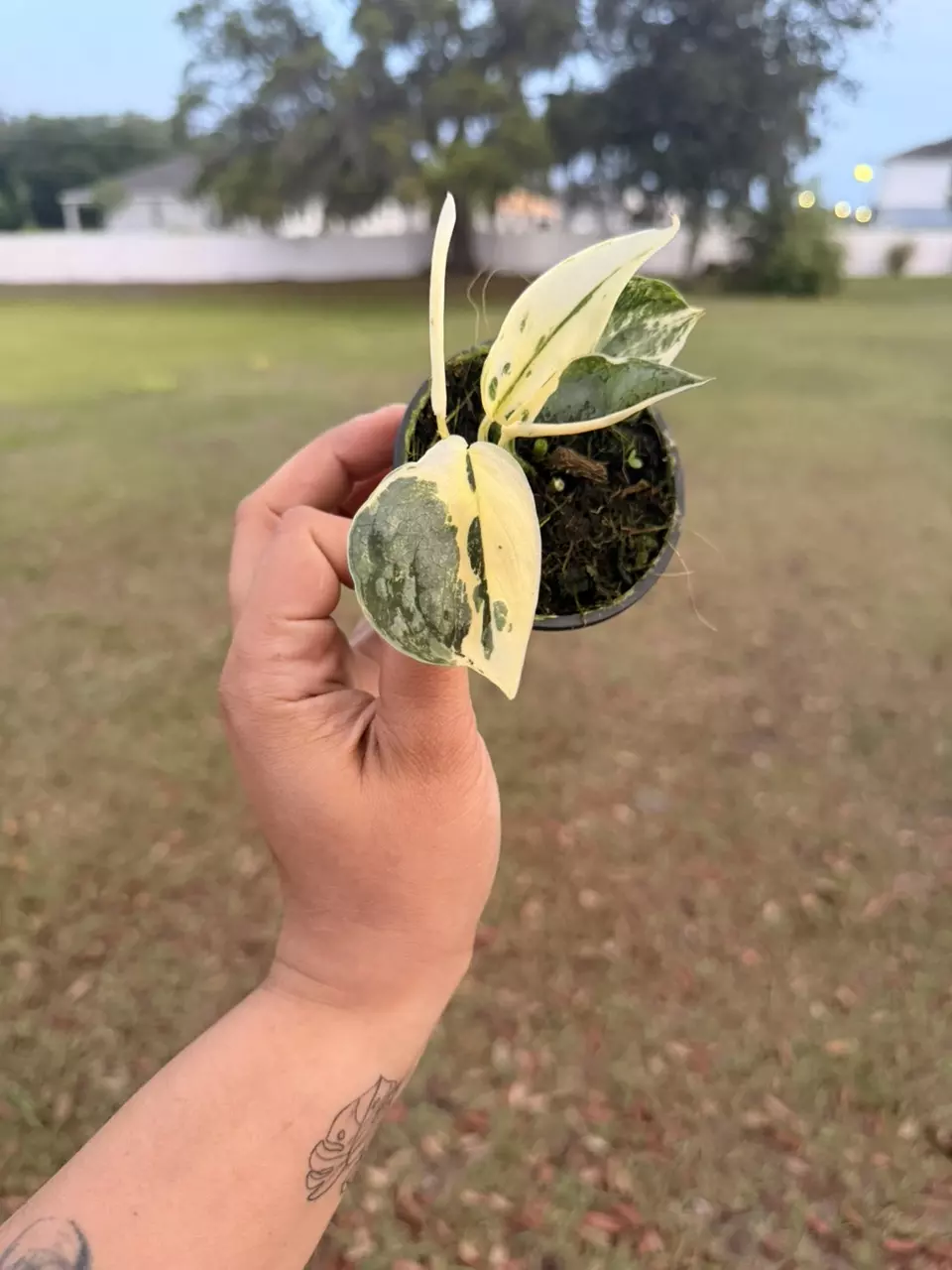 Scindapsus silver cloud 3” thumbnail