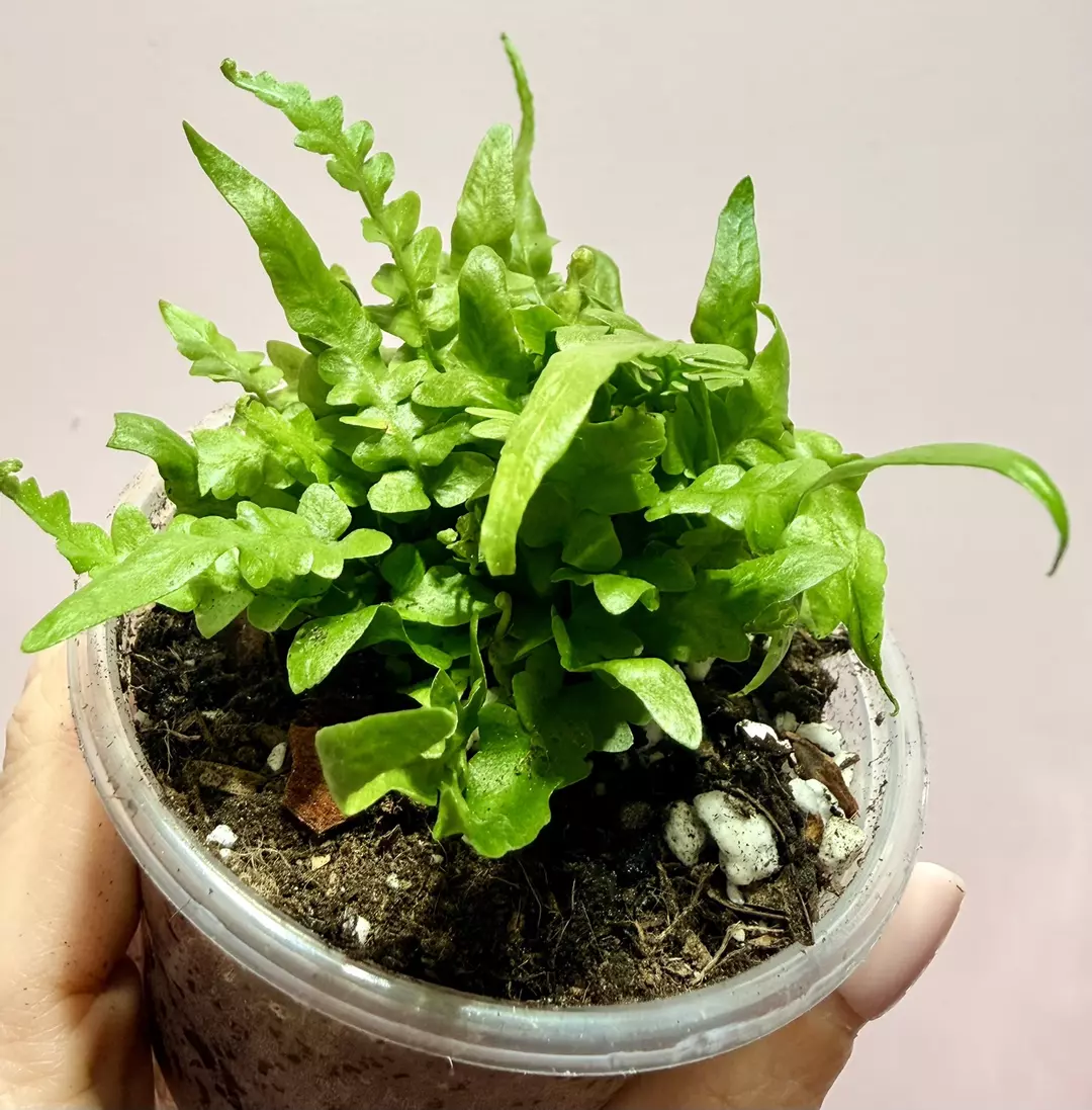 Dragon Tail Fern thumbnail