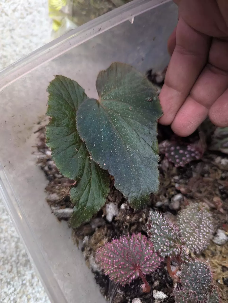 Begonia botanicaz 42 unrooted top cutting thumbnail
