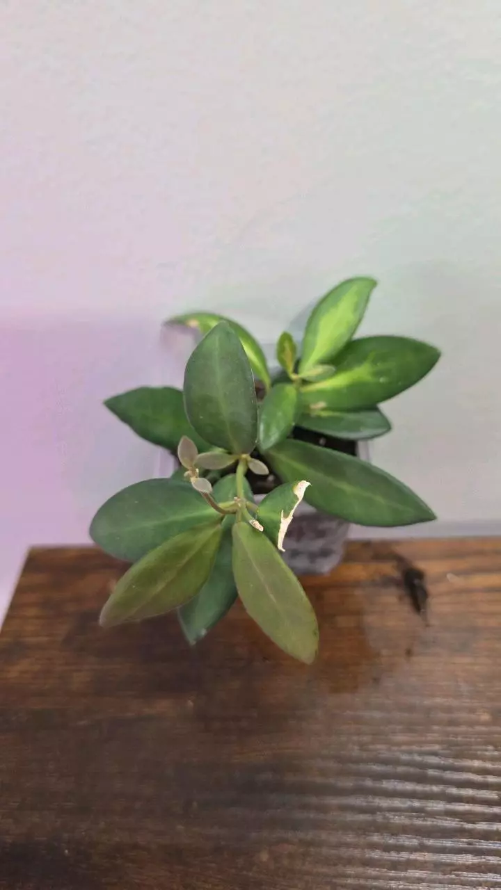 Hoya DS-70 variegated 691 thumbnail