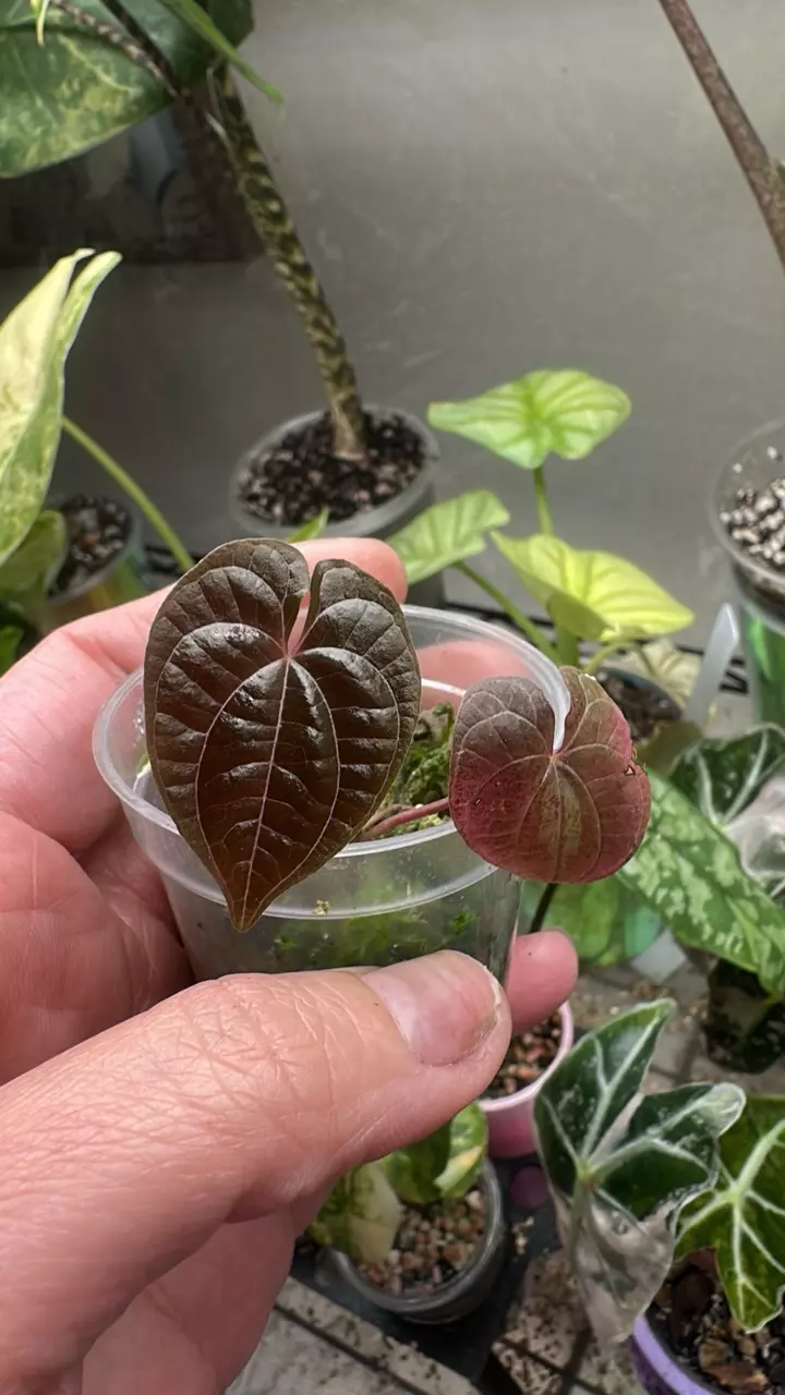 Discorea dodecaneura prop thumbnail