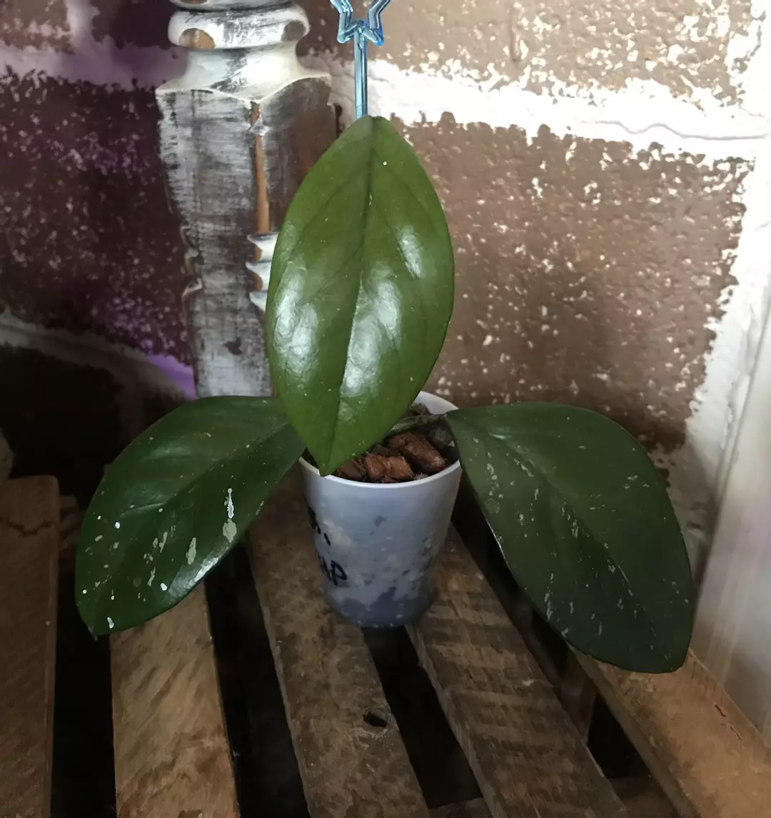 Hoya Fungii x RHP thumbnail