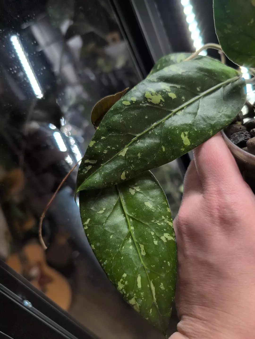 Aceh 'Golden Egg' (splash) thumbnail