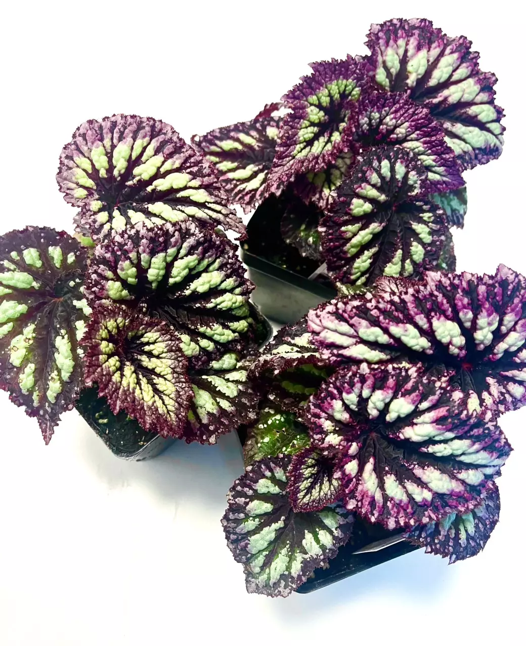 Begonia Rex ‘Fireworks’ 4” pot thumbnail