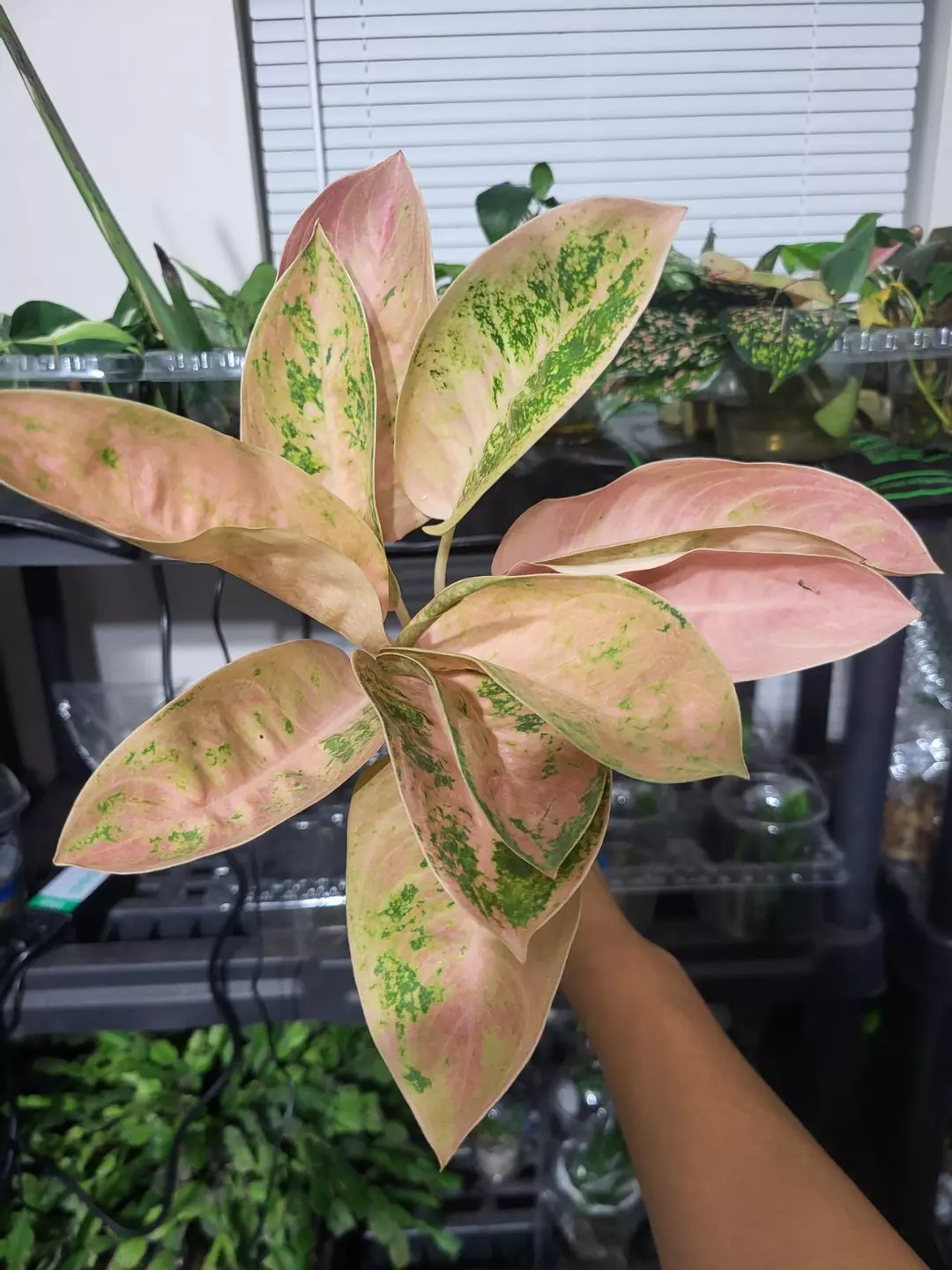Aglaonema pink banana thumbnail