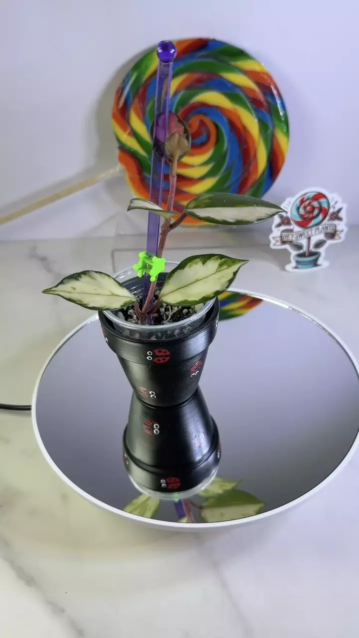 Hoya Carnosa Medio Picta thumbnail