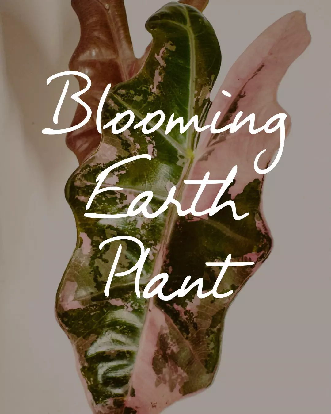 Philodendron Golden Dragon Variegated thumbnail