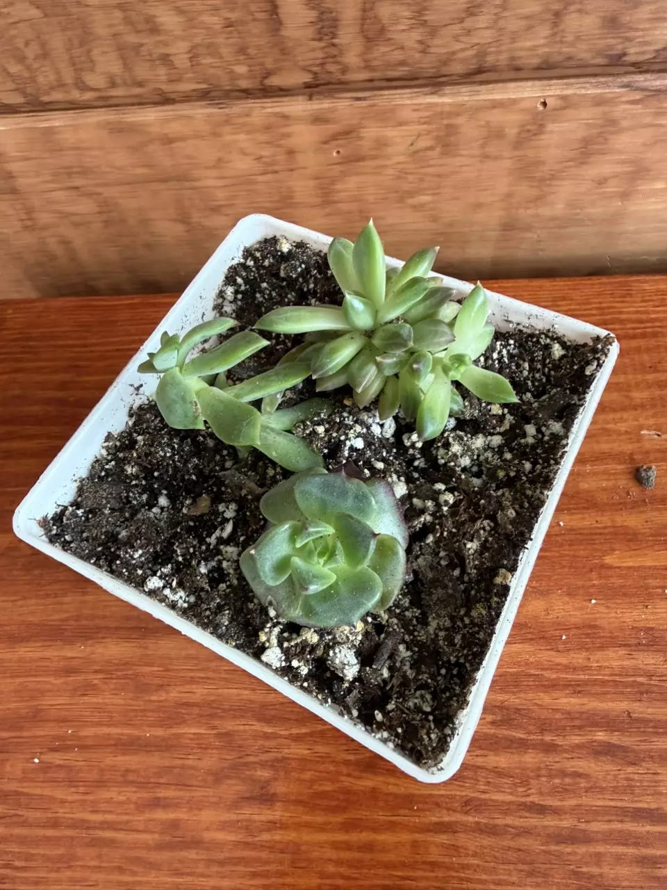 Echeveria bundle thumbnail