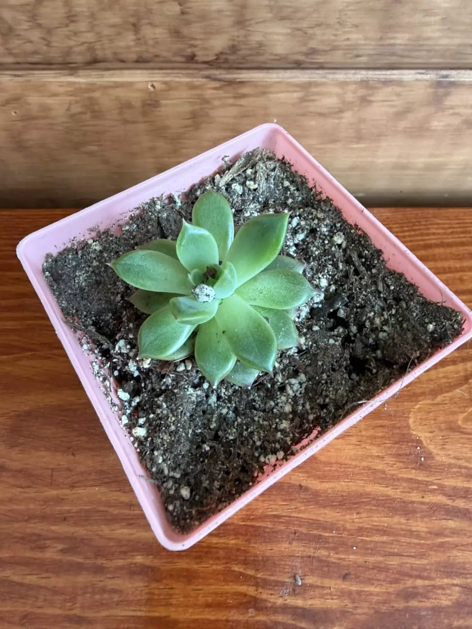 Echeveria ice green thumbnail