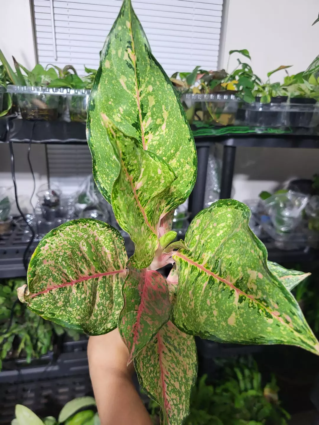 Aglaonema fortune thumbnail