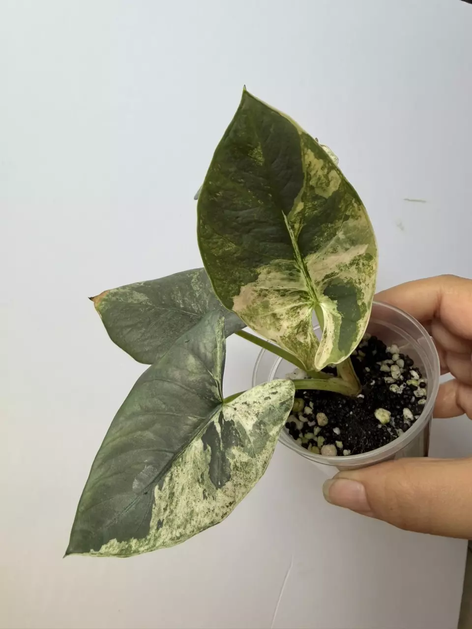 Alocasia Pink Reginae thumbnail