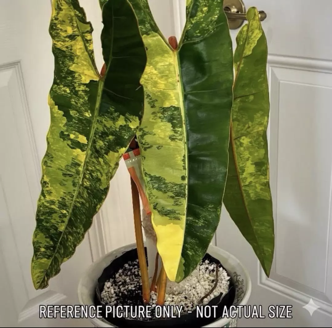 Philodendron Billietiae Variegata Tissue Culture | Growers Choice thumbnail
