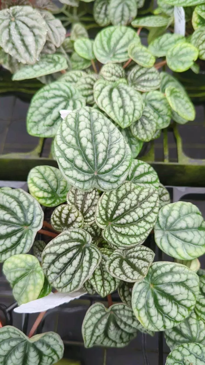 Peperomia Burbella thumbnail