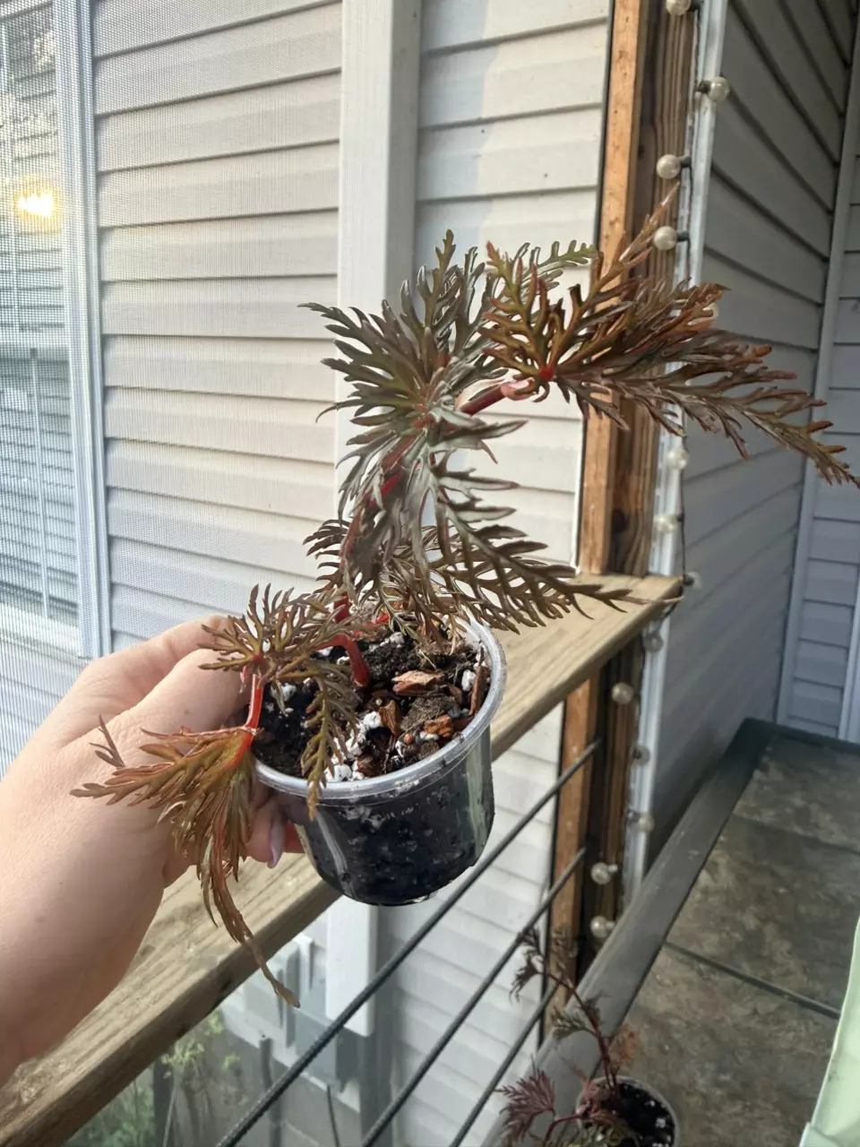 Begonia Bipinnatifida Fern Leaf thumbnail