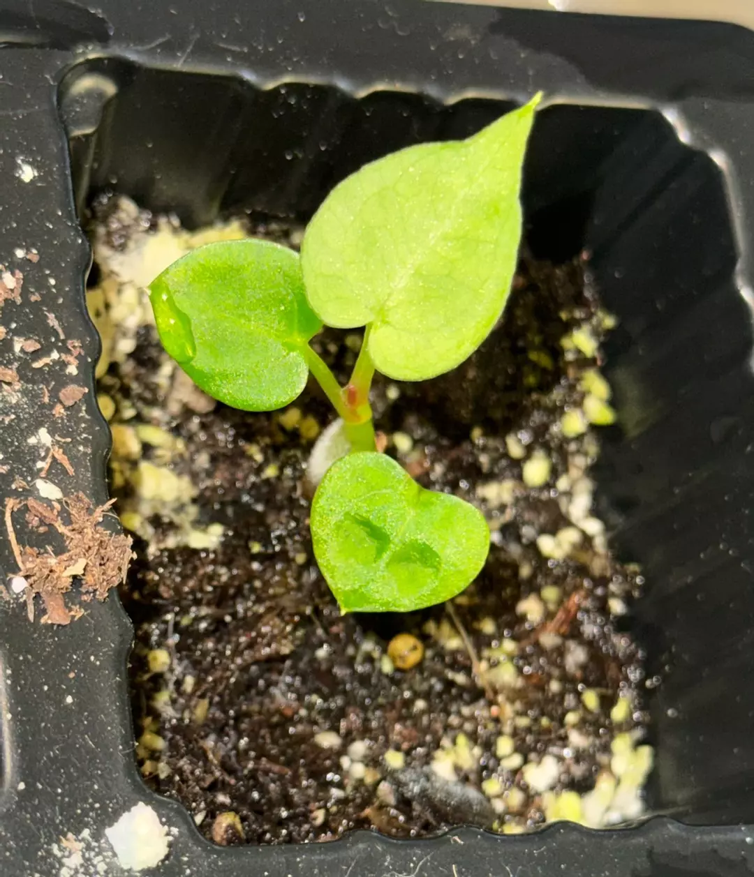 Anthurium Silver Blush (read description) thumbnail