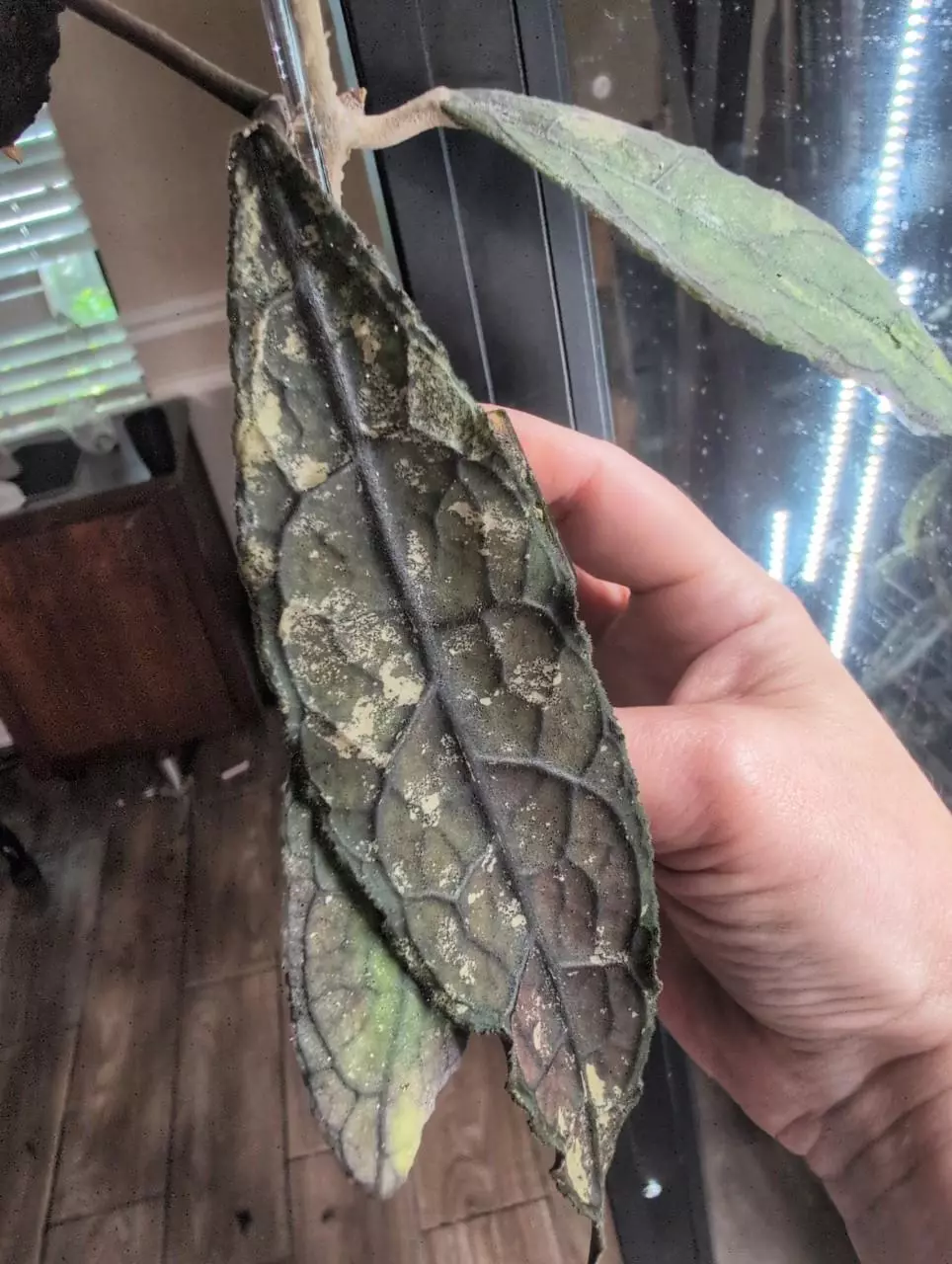 Clemensiorum 'Kemiri' (narrow) cutting thumbnail