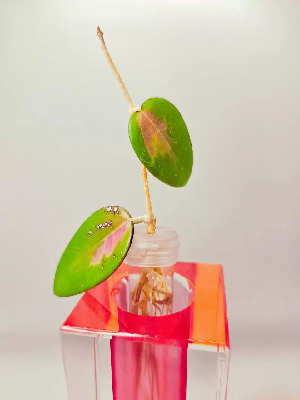 Hoya Verticillata Heart Leaf inner Variegated Silver Splash Sunstressed. thumbnail