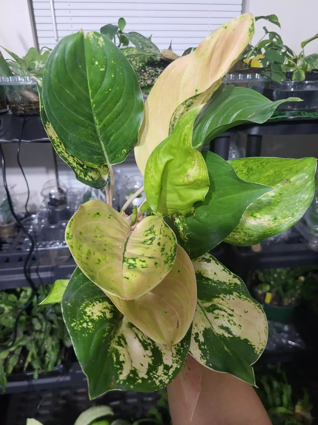 Aglaonema amazon thumbnail