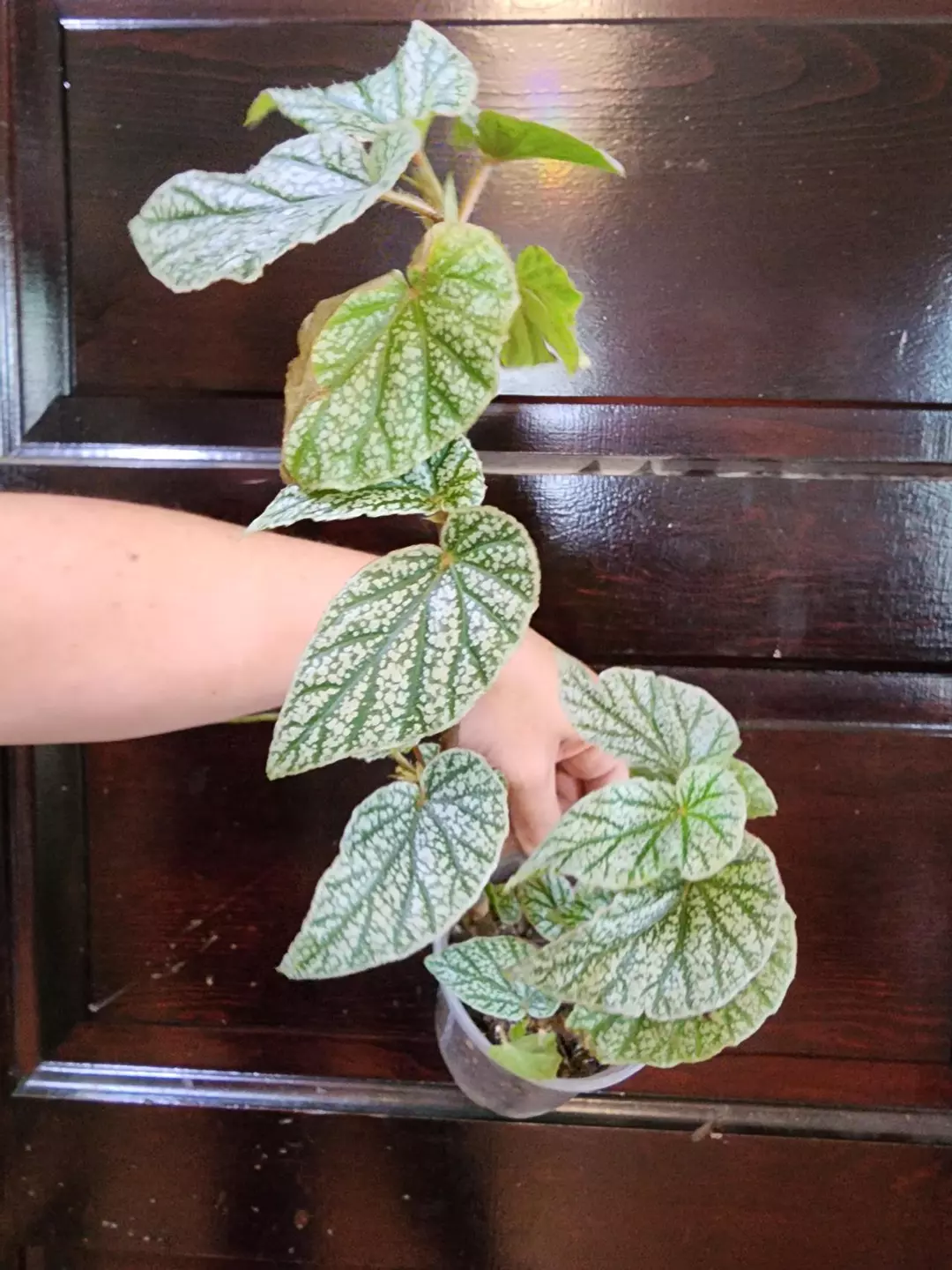 Begonia Don miller thumbnail