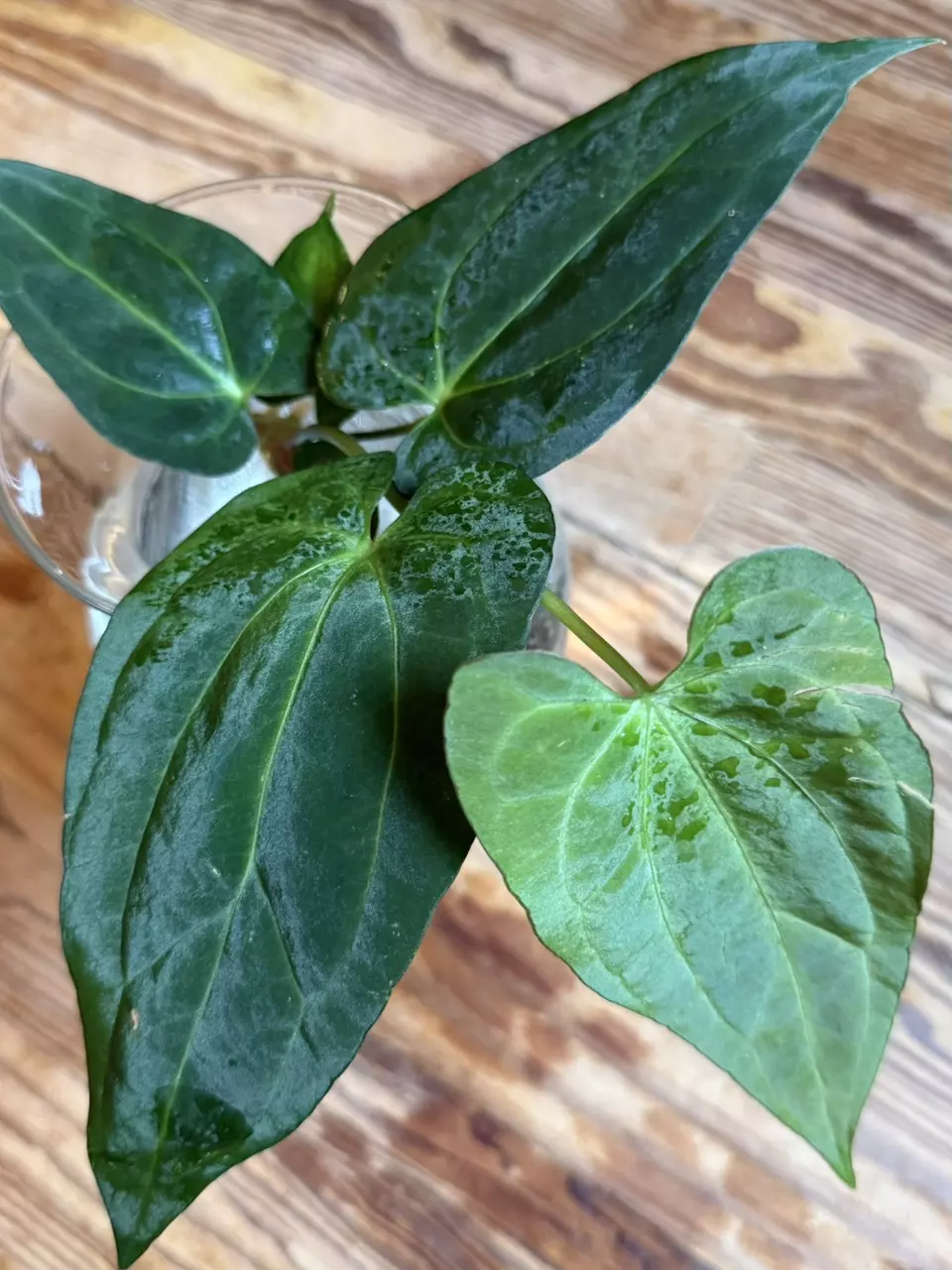 A. Fort Sherman x Yellow Spider *Fresh Import* thumbnail