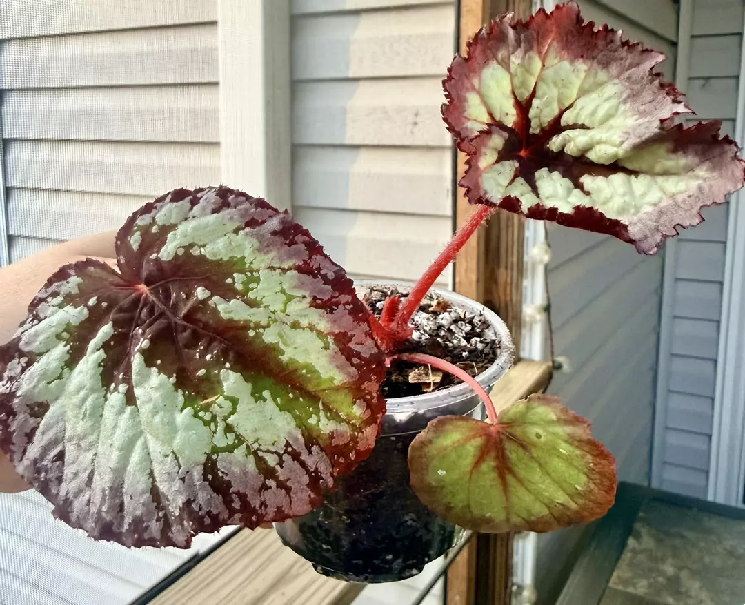 Begonia harmonys fire woman thumbnail