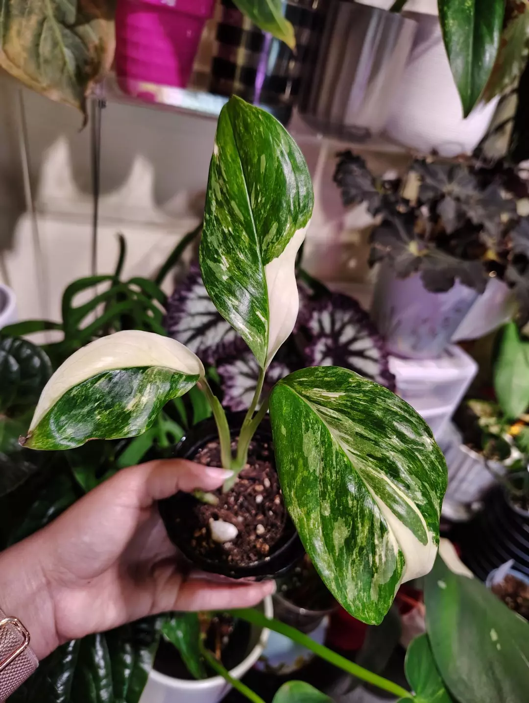 Monstera lechleriana Albo thumbnail