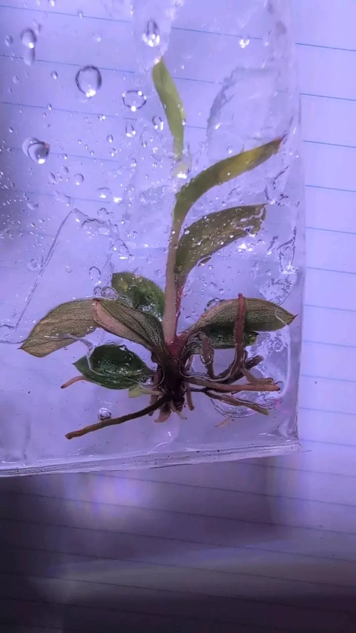 Philodendron Variegated Red Congo TC thumbnail