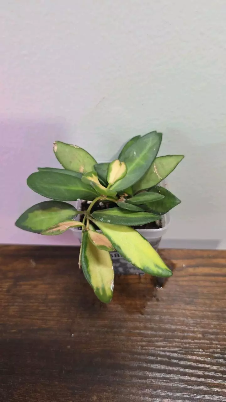 Hoya DS-70 variegated 688 thumbnail