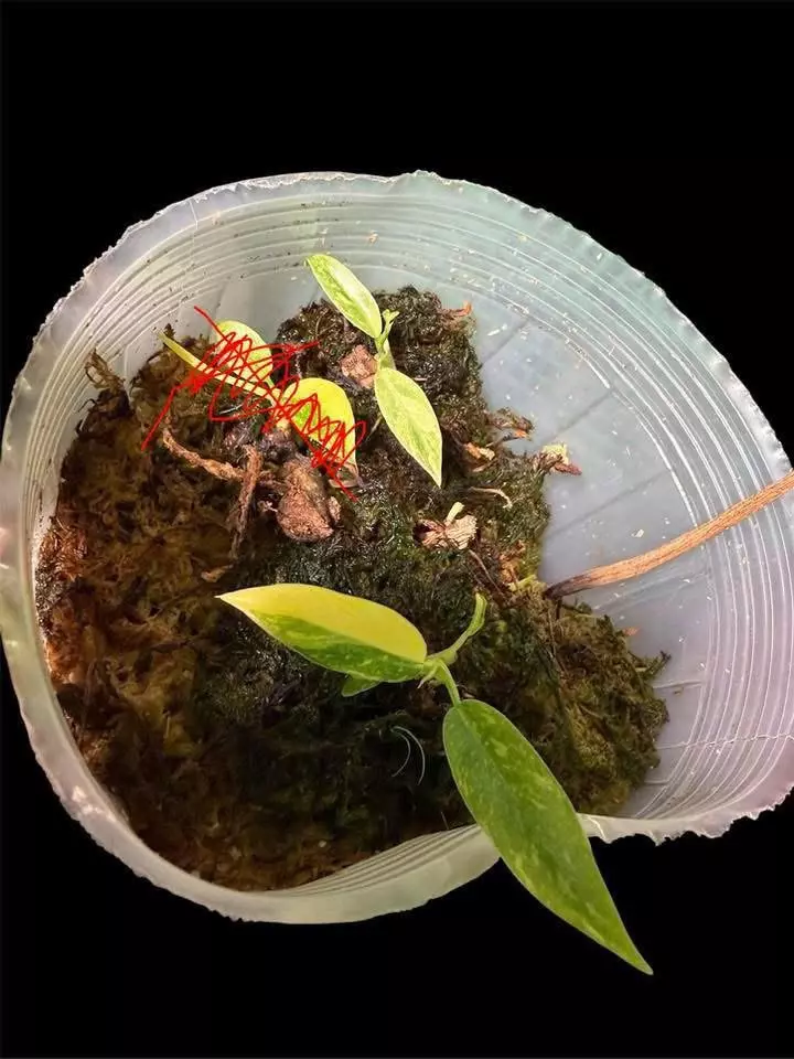 Philodendron Ring of fire - 2 plants thumbnail