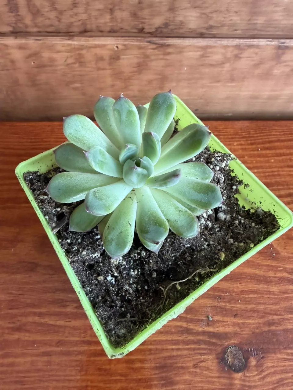 Echeveria thumbnail