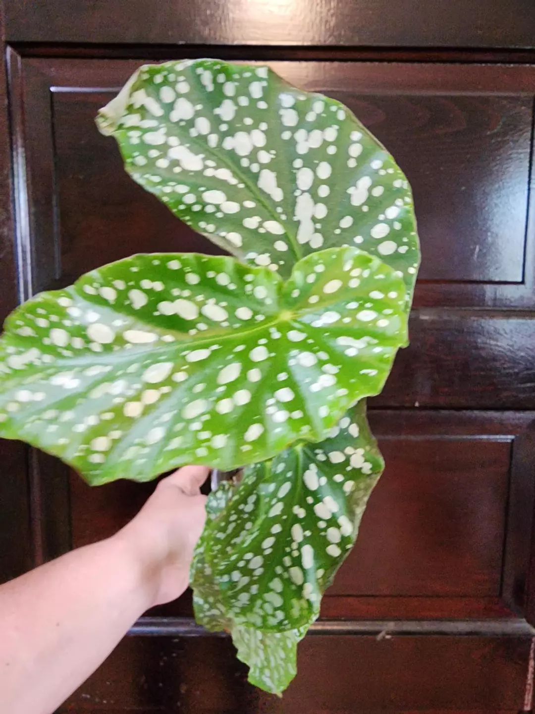 Begonia double dot thumbnail