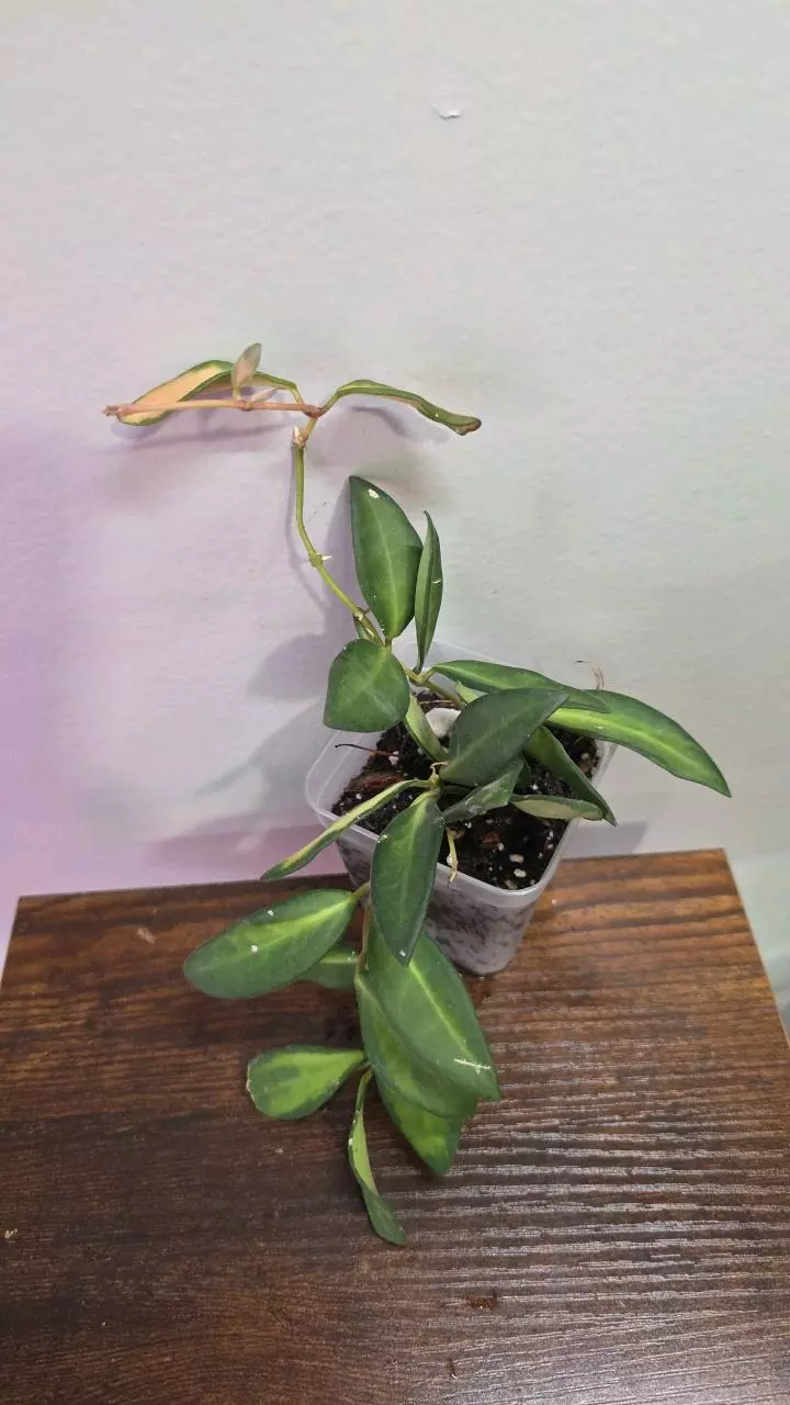 Hoya DS-70 variegated 687 thumbnail