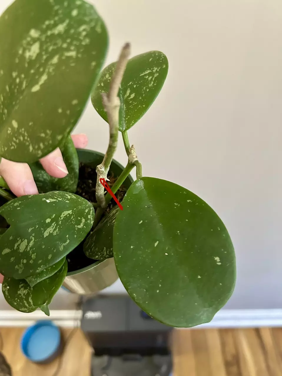 Hoya Obovata Splash (2 leaf cutting) thumbnail