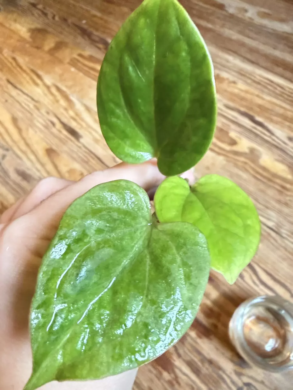 A. KOS (HU) Golden from H. Ulih *Fresh Import* thumbnail