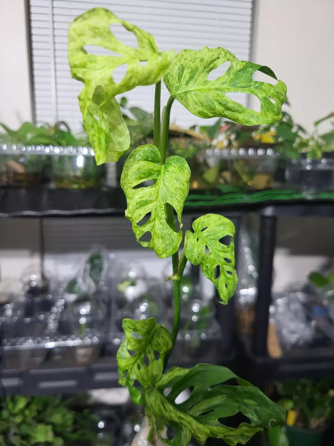 monstera laniata mottled variegated cut thumbnail